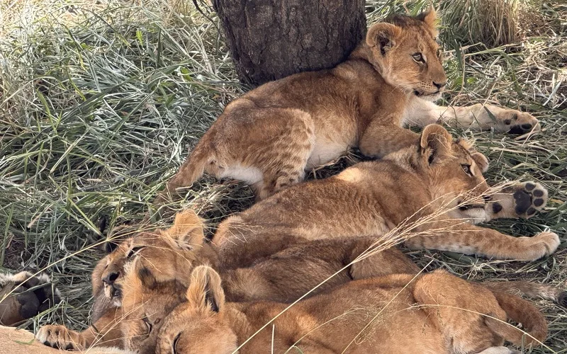 Auf Pirschfahrt: Unendliche Weiten der Serengeti intensiv erkunden