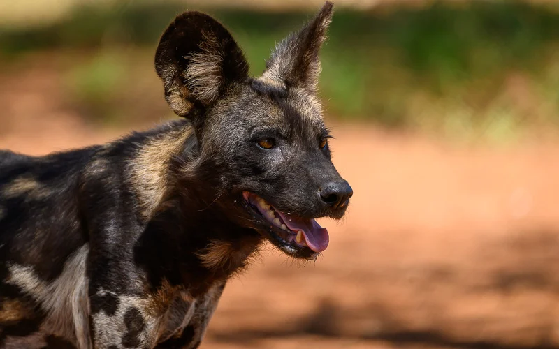 Mkomazi-Nationalpark: Big 5, Nashörner und Wildhunde