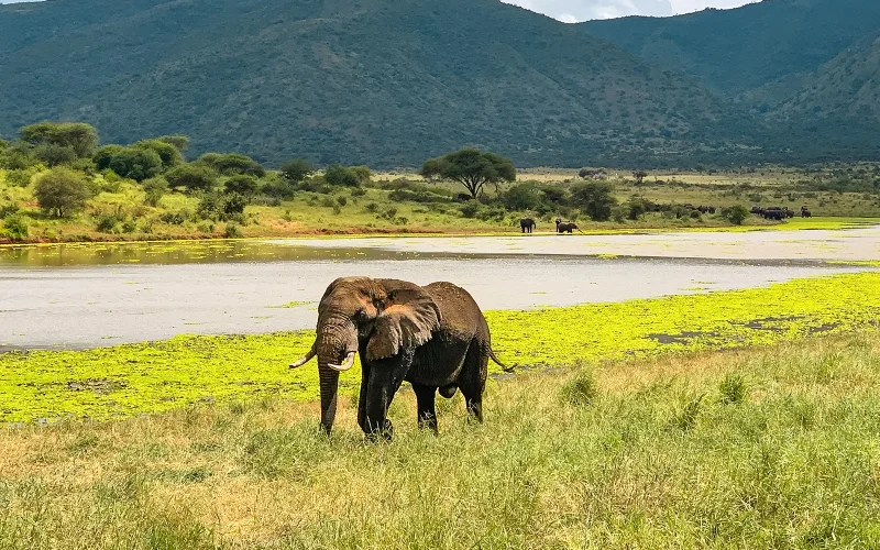 Safari im Mkomazi-Nationalpark und Fahrt zu den Usambara-Bergen