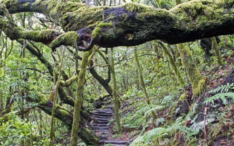 Wanderung im Nationalpark Garajonay und zum Bergdorf Las Hayas