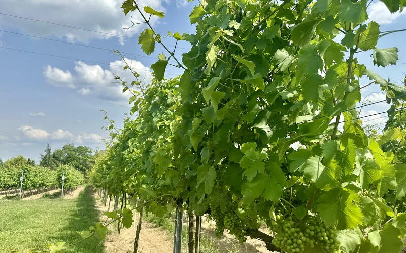 Letzte Radetappe in malerischer Landschaft, Weinprobe, Abschiedsessen