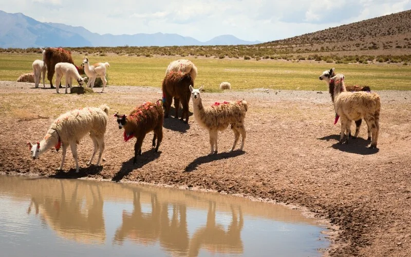 Panoramafahrt nach Salta und Mumien aus der Inkazeit