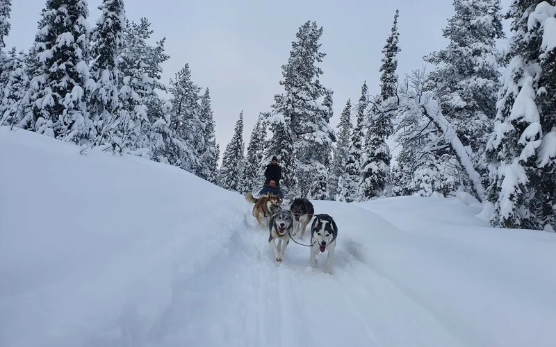 Mit dem Hundeschlitten zurück zur Huskyfarm