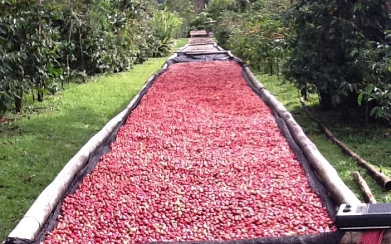 Naturwanderung und Kaffeegenuss in Panama