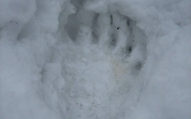 Kammwanderung zur Połonina Caryńska