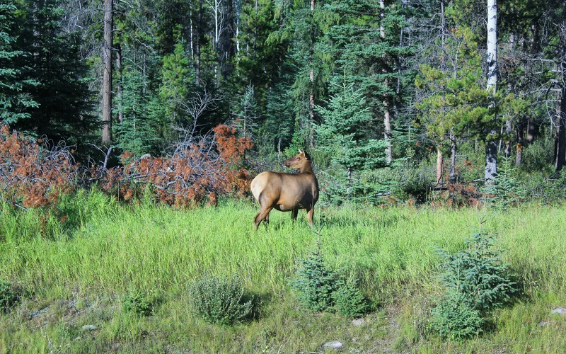 Tweedsmuir Park – Über den Heckman Pass nach Bella Coola