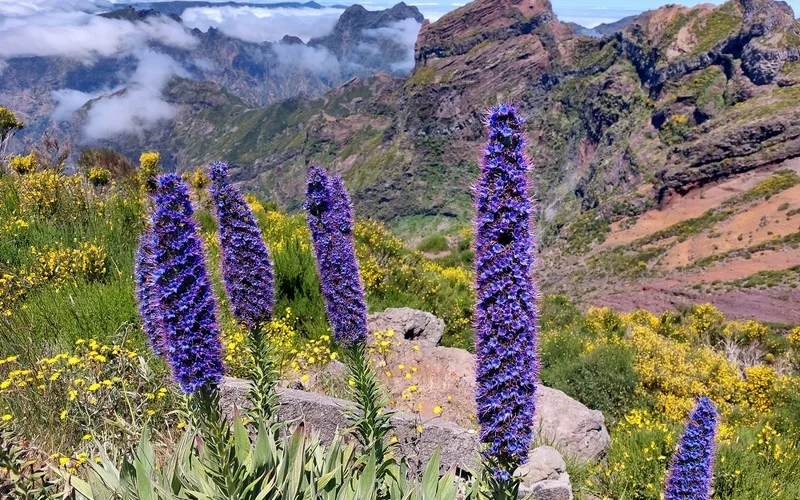 Wanderung entlang einer Gebirgs-Levada zum Pico do Arieiro