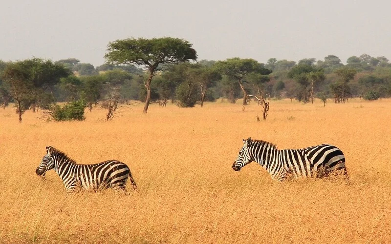 Ganztägige Pirschfahrten durch die Weiten der Serengeti