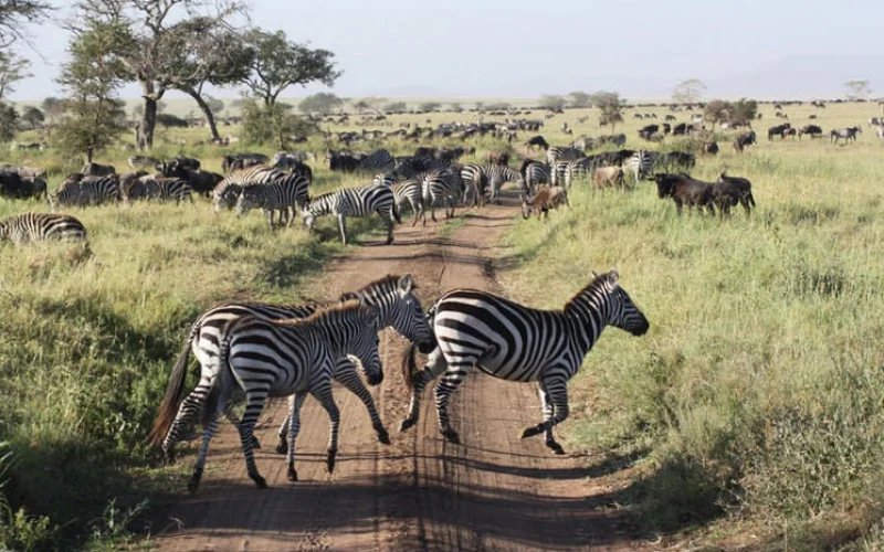 Kurzsafari im Arusha-Nationalpark