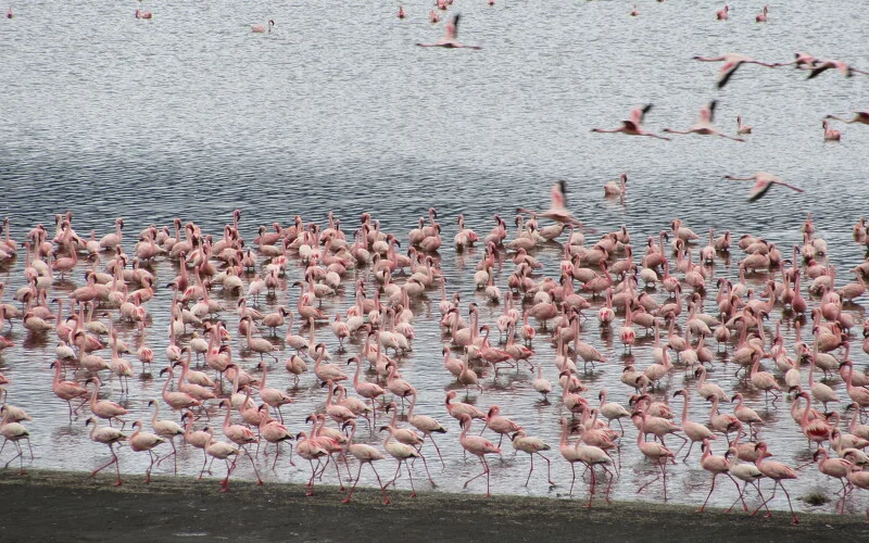 Massaidorf, Wasserfall-Wanderung und Flamingos am Natron-See