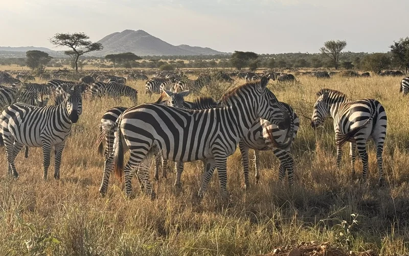Auf zur Serengeti