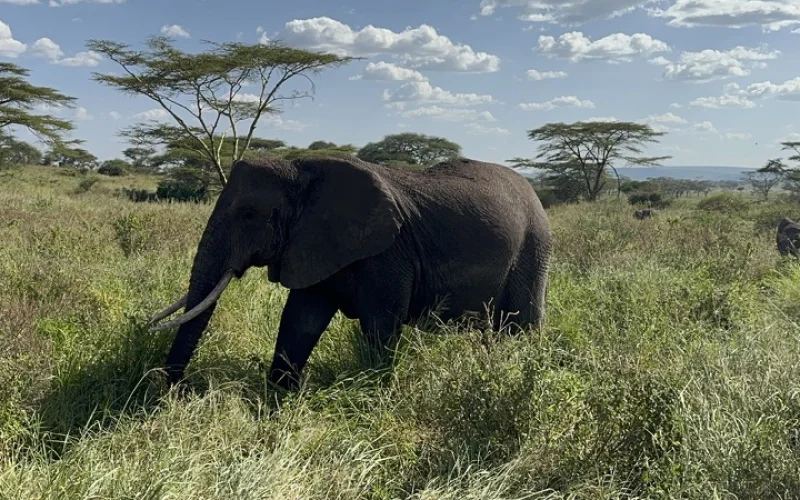 Erkundung im Ngorongoro-Krater, dem artenreichsten Gebiet der Welt