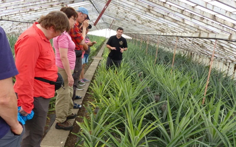 Wanderung zum Kraterkomplex Sete Cidades und Besuch der Ananasplantage
