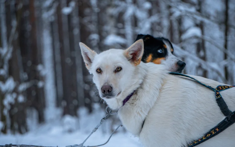Einführung ins Hundeschlittenfahren, erste Huskytour, Begrüßungsessen