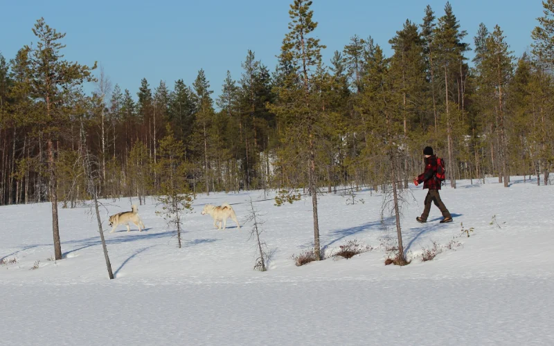 Erste Schneeschuhwanderung mit Hundebegleitung rund um die Huskyfarm
