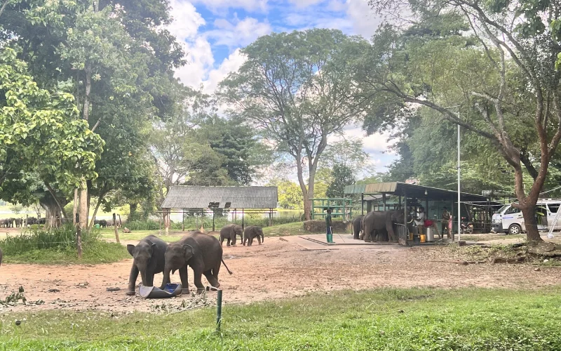 Besuch eines Elefanten-Waisenhauses und Weiterfahrt nach Galle 