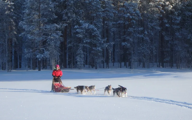 Zweite Huskytour – wachsende Routine auf den Kufen