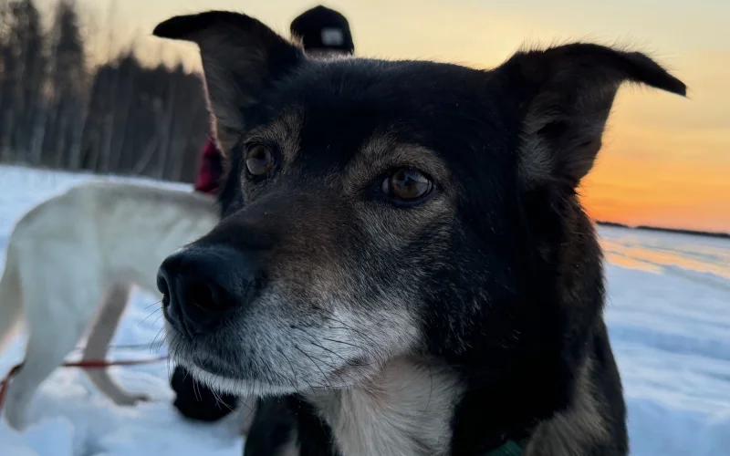 Dritte Huskytour – weiter in die Wildnis mit Ihrem Team