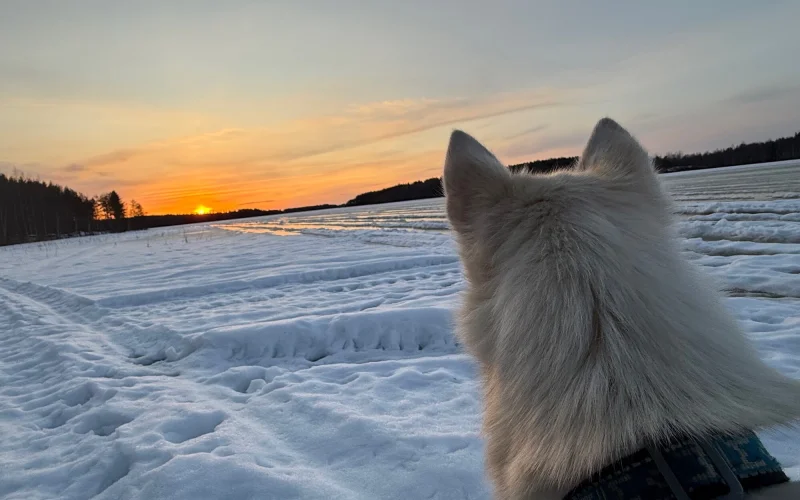 Vierte Huskytour – routiniert mit Ihren Huskys auf letzter Ausfahrt