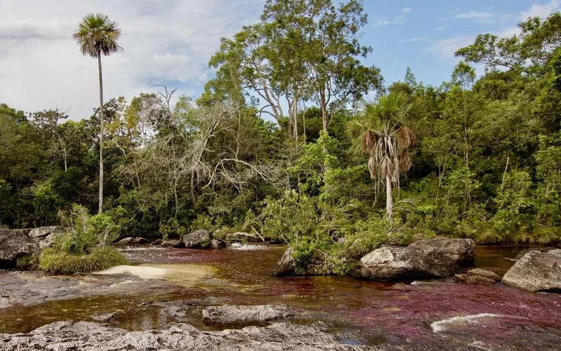 Faszinierendes Farbenspiel am Regenbogenfluss, dem Caño Cristales