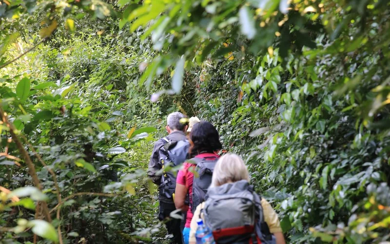 Wanderung durch den Regenwald